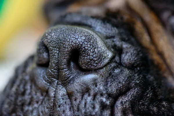 Dog big nose — Stock Photo, Image
