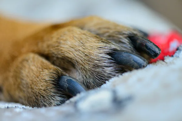 ペットの犬の足 — ストック写真