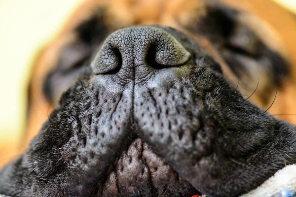 Dog big nose — Stock Photo, Image