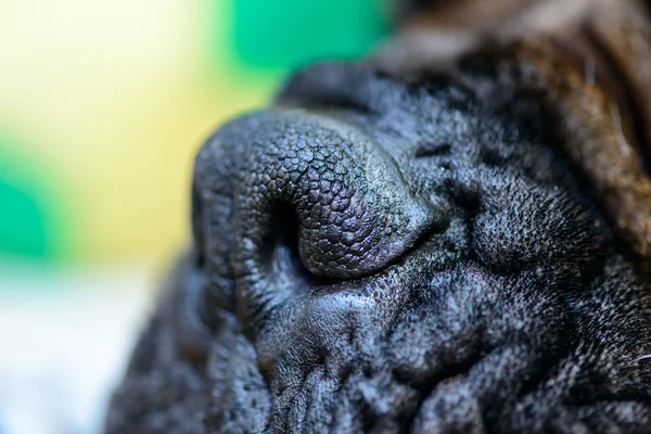 Dog big nose — Stock Photo, Image