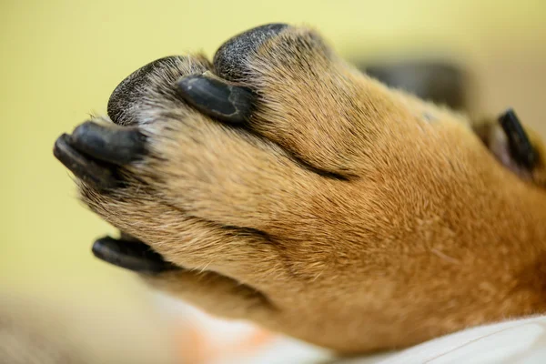 Pet dog paw — Stock Photo, Image