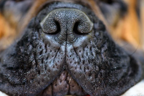 Hund große Nase — Stockfoto