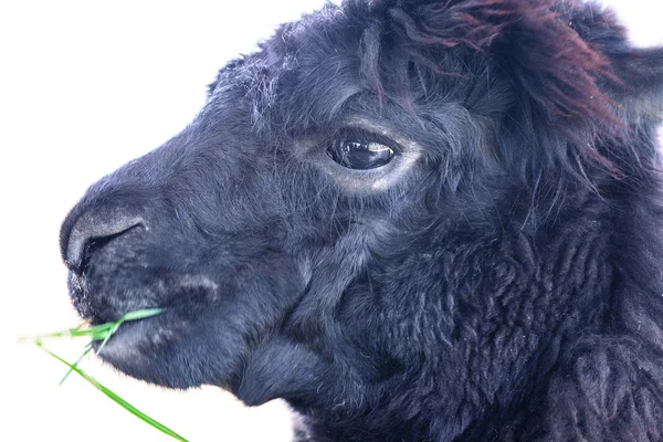 ・ ラマ ・ アルパカ ・動物 — ストック写真