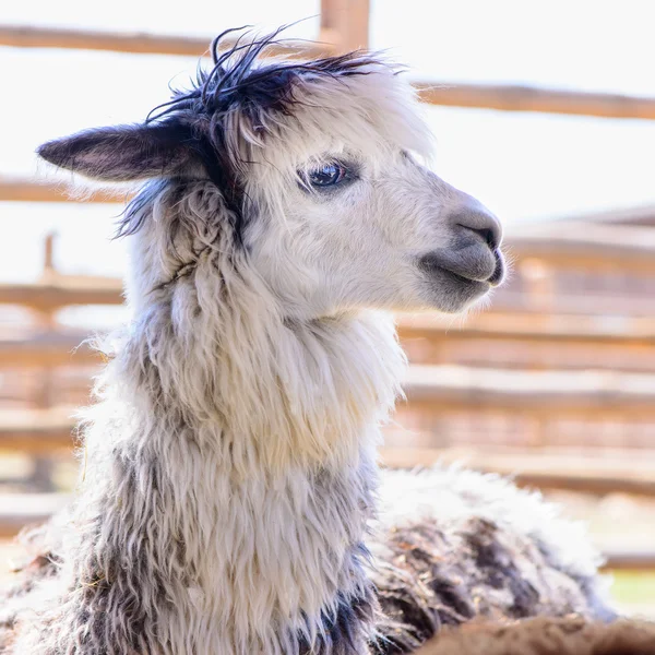 ・ ラマ ・ アルパカ ・動物 — ストック写真