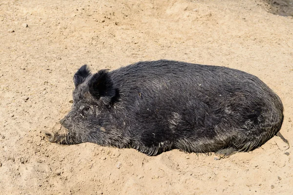 Cerdo negro animal —  Fotos de Stock