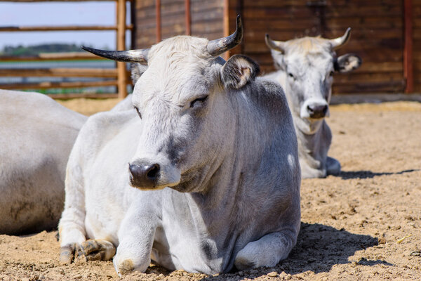 Большая белая корова
