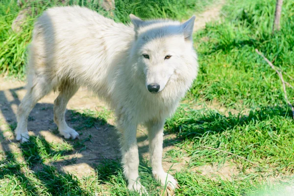 Predator white fluffy wolf — Stock Photo, Image