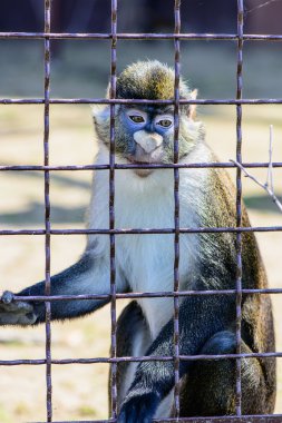 maymun orangutan hayvan