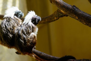 Çift Oedipus pembe maymun