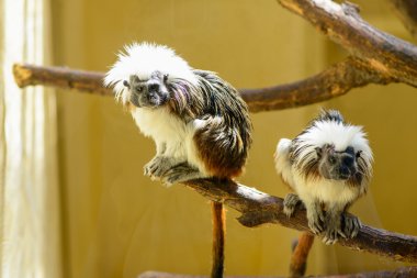 Çift Oedipus pembe maymun