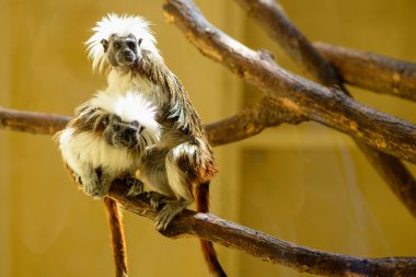 Çift Oedipus pembe maymun