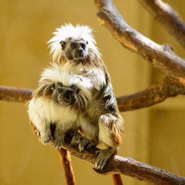 Çift Oedipus pembe maymun