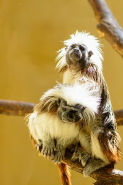 Çift Oedipus pembe maymun