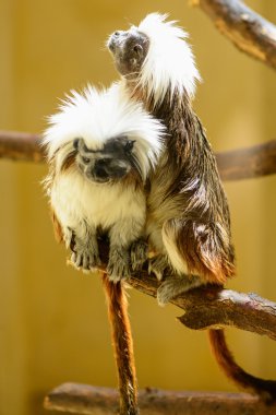 Çift Oedipus pembe maymun