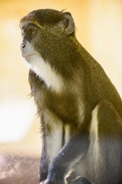 maymun orangutan hayvan