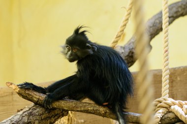 maymun orangutan hayvan