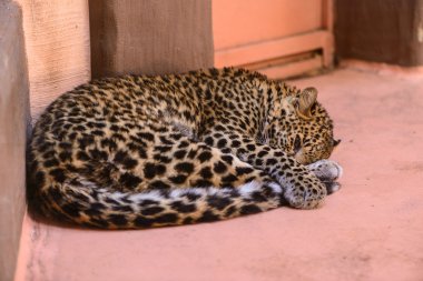 Leopard sleeping exotic animals clipart