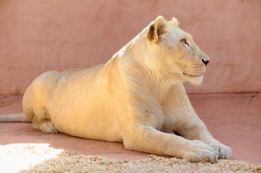 Beyaz dişi aslan hayvanlar