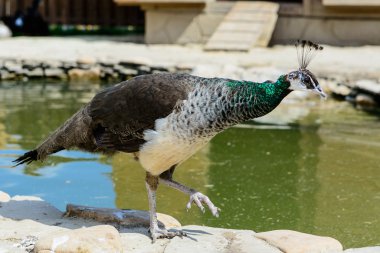 kuş tavus kuşu erkek