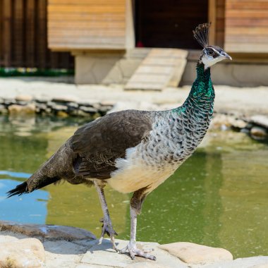 kuş tavus kuşu erkek