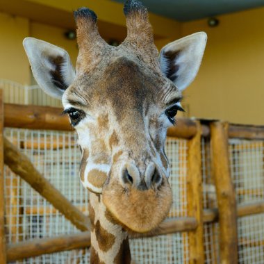 Afrika zürafa egzotik hayvan
