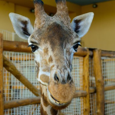 Afrika zürafa egzotik hayvan