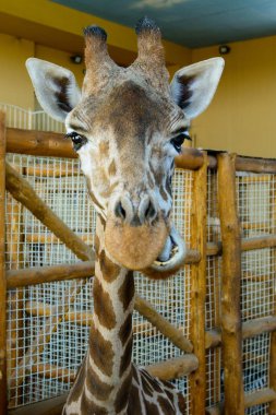African giraffe exotic animal clipart