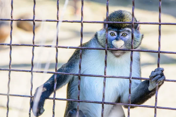 Aap orang-oetan dier — Stockfoto