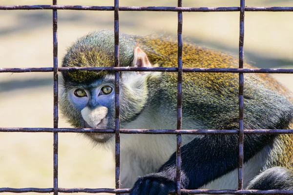 Aap orang-oetan dier — Stockfoto