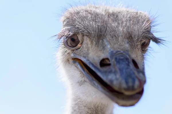 Ostrich head closeup — Stock Photo, Image