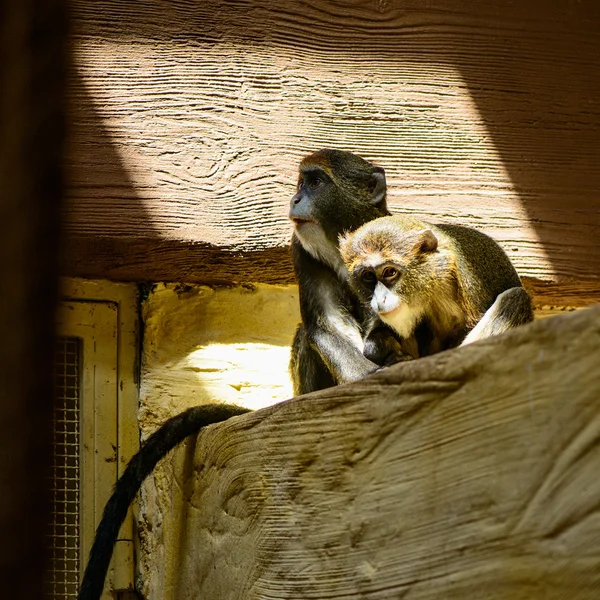 Couple monkey animals — Stock Photo, Image