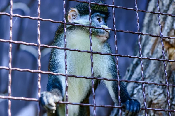 Aap orang-oetan dier — Stockfoto