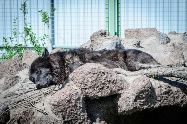black wolf sleeps