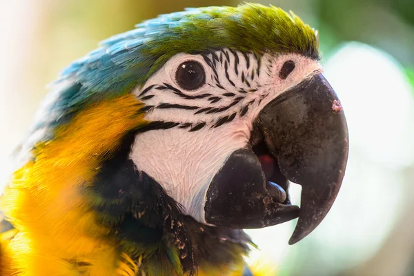 Papagei tropischer Vogel — Stockfoto
