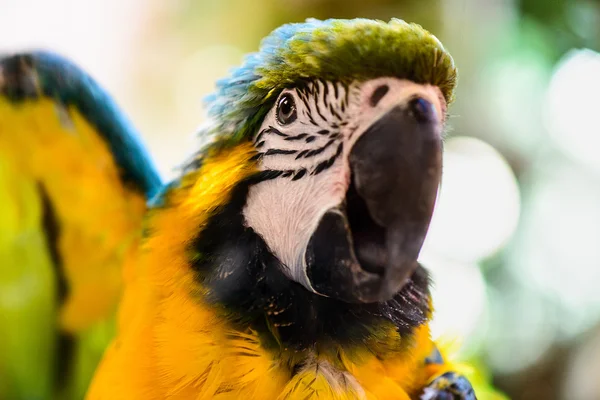 Ara parrot tropical bird — Stock Photo, Image