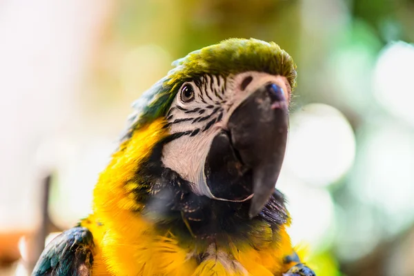 Papagei tropischer Vogel — Stockfoto