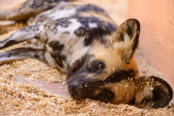 Cabo africano perro de caza — Foto de Stock