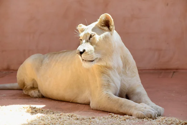 Animales leona blanca — Foto de Stock