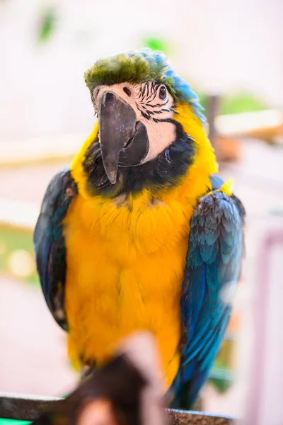 Papagei tropischer Vogel — Stockfoto