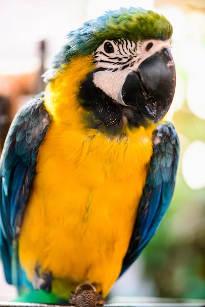 Papagei tropischer Vogel — Stockfoto