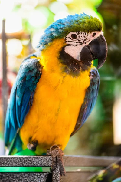 Papagei tropischer Vogel — Stockfoto