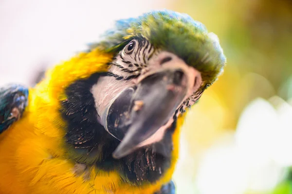 Papagei tropischer Vogel — Stockfoto