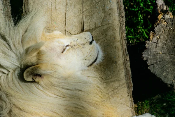 Leão branco descansando — Fotografia de Stock
