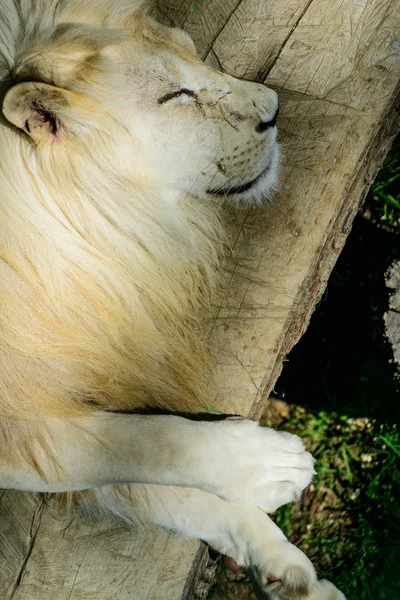 Leão branco descansando — Fotografia de Stock