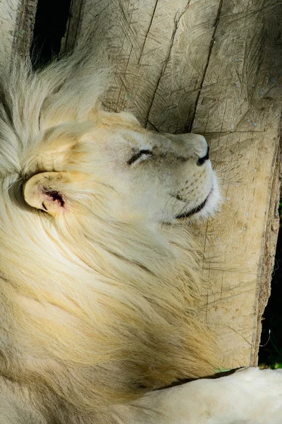 White  lion resting — Stock Photo, Image