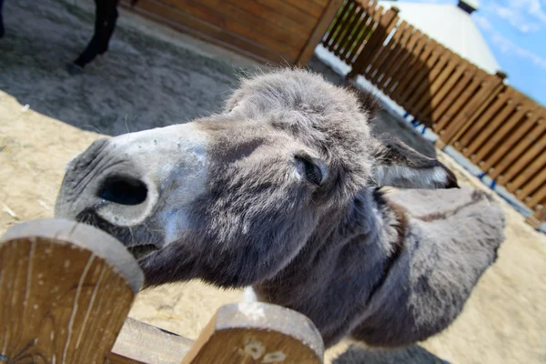 Gray donkey animal closeup — Stock Photo, Image