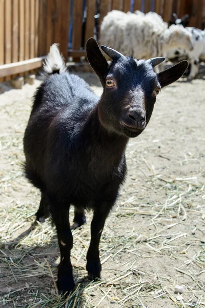 Black goat farm animal — Stock Photo, Image