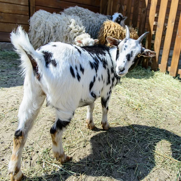 Spotted goat farm animal — Stock Photo, Image