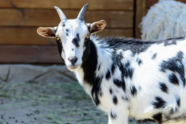 Benekli keçi çiftlik hayvanı — Stok fotoğraf
