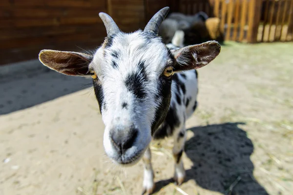Пятнистое козовое животное — стоковое фото